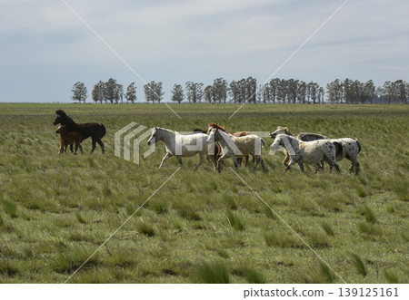 Herd of horses in the coutryside, La Pampa province, Patagonia, Argentina. Herd of horses in the coutryside, La Pampa province, Patagonia, Argentina. 139125161