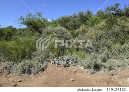 Calden forest grass landscape,  La Pampa province, Patagonia, Argentina. 139125162