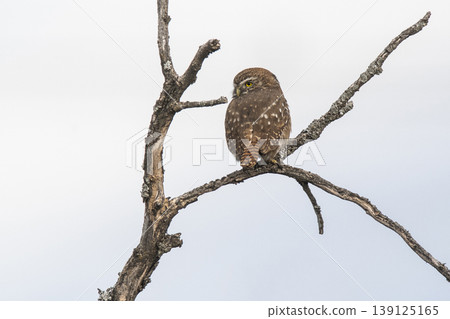 Ferruginous Pygmy owl, Glaucidium brasilianum, Calden forest, La Pampa Province, Patagonia, Argentina. 139125165