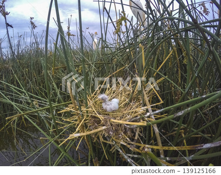 Cattle Egret, Bubulcus ibis, nesting, La Pampa Province, Patagonia, Argentina Cattle Egret, Bubulcus ibis, nesting, La Pampa Province, Patagonia, Argentina 139125166