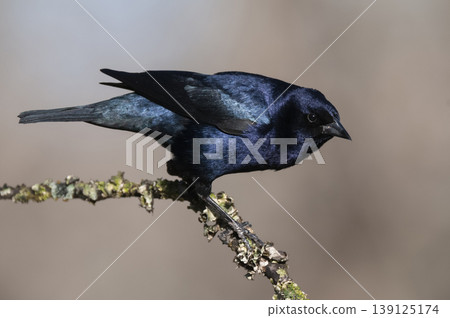 Shiny Cowbird, Molothrus bonariensis, Calden Forestenvironment, La Pampa, Argentina Shiny Cowbird, Molothrus bonariensis, Calden Forestenvironment, La Pampa, Argentina 139125174