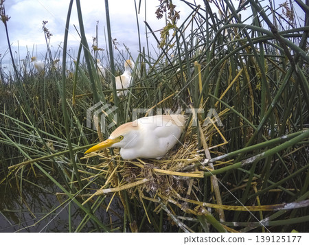 Cattle Egret, Bubulcus ibis, nesting, La Pampa Province, Patagonia, Argentina Cattle Egret, Bubulcus ibis, nesting, La Pampa Province, Patagonia, Argentina 139125177