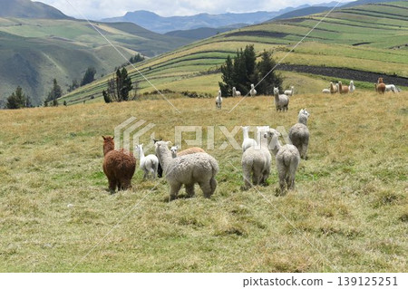 厄瓜多羊駝 2 139125251