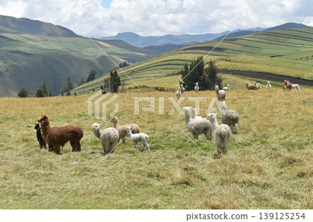 厄瓜多羊駝 5 139125254