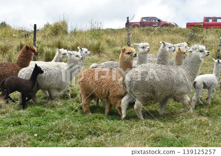 厄瓜多羊駝 8 139125257