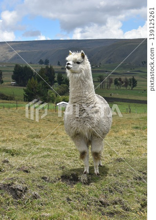 Ecuador Alpaca 12 139125261