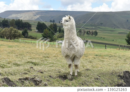 Ecuador Alpaca 14 139125263