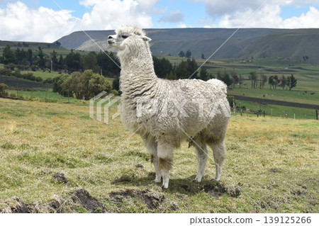厄瓜多羊駝 17 139125266
