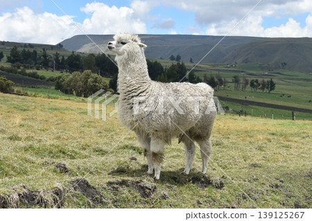 厄瓜多羊駝 18 139125267