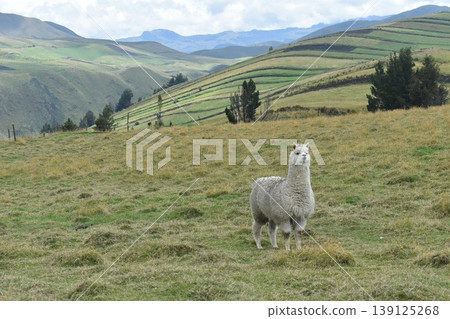 厄瓜多羊駝 19 139125268