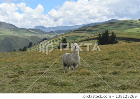 厄瓜多羊駝 20 139125269