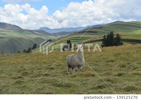 厄瓜多羊駝 21 139125270