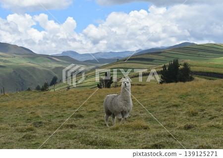 Ecuador Alpaca 22 139125271
