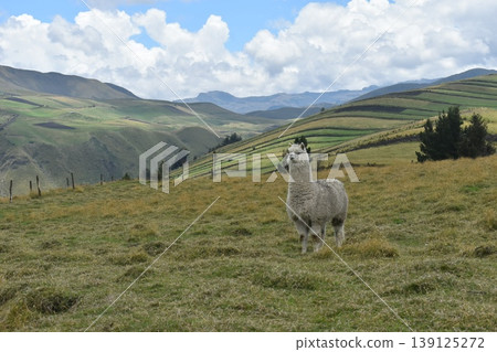 厄瓜多羊駝 23 139125272