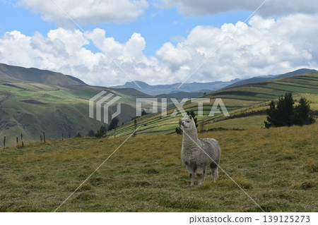 厄瓜多羊駝 24 139125273