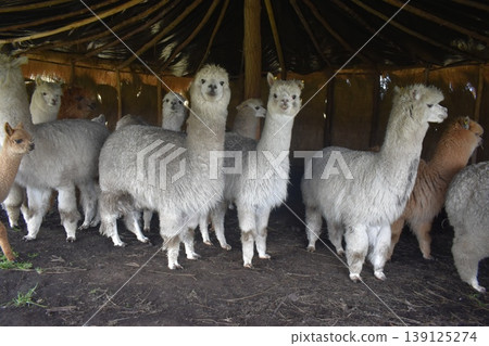 厄瓜多羊駝 25 139125274