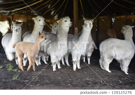 厄瓜多羊駝 27 139125276