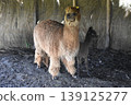 Ecuador Alpaca 28 139125277
