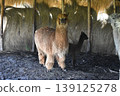 Ecuador Alpaca 29 139125278