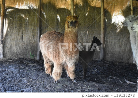 厄瓜多羊駝 29 139125278
