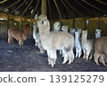 Ecuador Alpaca 30 139125279