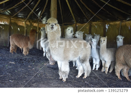 厄瓜多羊駝 30 139125279