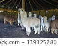 Ecuador Alpaca 31 139125280
