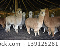 Ecuador Alpaca 32 139125281