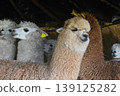 Ecuador Alpaca 33 139125282