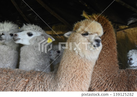 Ecuador Alpaca 33 139125282