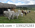 Ecuador Alpaca 34 139125283