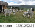 Ecuador Alpaca 35 139125284