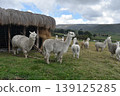 Ecuador Alpaca 36 139125285