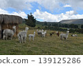 Ecuador Alpaca 37 139125286