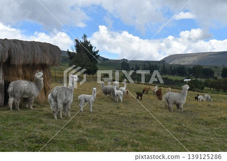 Ecuador Alpaca 37 139125286