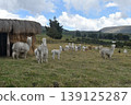 Ecuador Alpaca 38 139125287