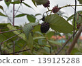 Ecuador Mora 139125288