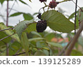 Ecuador Mora 2 139125289