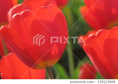 The red tulips at Akebonoyama Agricultural Park are vibrantly colored. The red tulips at Akebonoyama Agricultural Park are vibrantly colored. 139125608