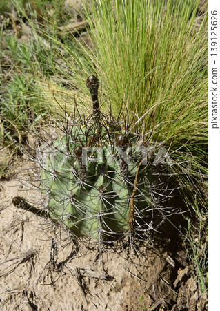 Cactus in calden forest landscape, La Pampa province, Patagonia, Argentina. Cactus in calden forest landscape, La Pampa province, Patagonia, Argentina. 139125626
