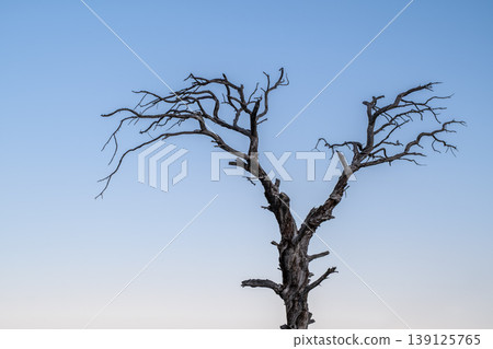 Dead ancient tree under twilight blue sky. Old dry tree silhouette against twilight sky. Dead ancient tree under twilight blue sky. Old dry tree silhouette against twilight sky. 139125765
