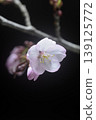 Cherry blossoms in bloom: Close-up 139125772