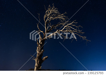 Dry tree under starry night sky. Night sky full of stars and old tree. Dry tree under starry night sky. Night sky full of stars and old tree. 139125793