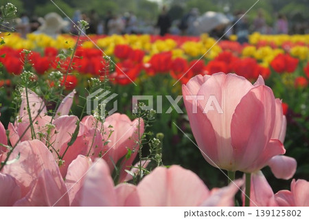 Tulips are in full bloom at Akebonoyama Agricultural Park. Tulips are in full bloom at Akebonoyama Agricultural Park. 139125802