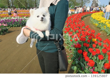 A Chihuahua posing with a tulip and a smile. A Chihuahua posing with a tulip and a smile. 139125807