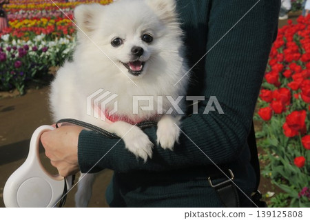 Flowers and a white Pomeranian Flowers and a white Pomeranian 139125808