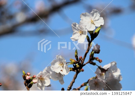 櫻花盛開 櫻花盛開 139125847