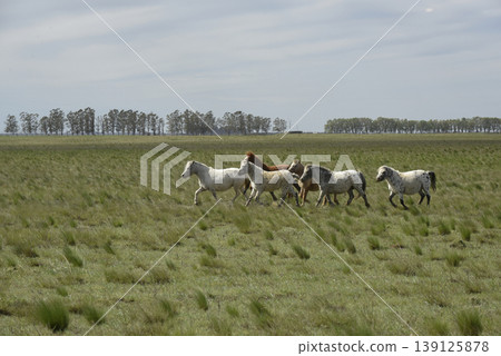 Herd of horses in the coutryside, La Pampa province, Patagonia,  Argentina. 139125878