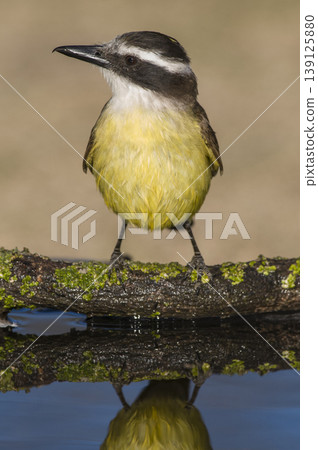 Great Kiskadee, Pitangus sulphuratus, Calden forest, La Pampa, Argentina Great Kiskadee, Pitangus sulphuratus, Calden forest, La Pampa, Argentina 139125880