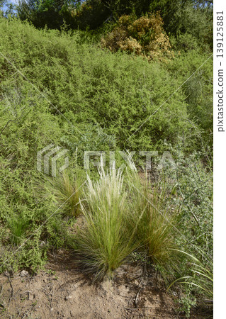 Calden forest grass landscape,  La Pampa province, Patagonia, Argentina. 139125881